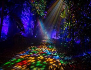 Elation illuminates NightGarden at Fairchild Tropical Botanic Garden